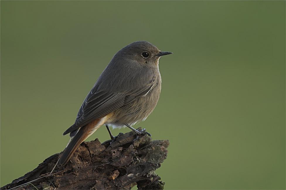 Colirrojo tizón hembra (Phoenicurus ochruros)